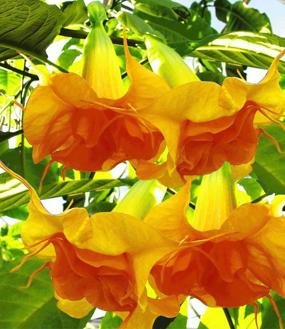 10 Dbl Bright Yellow Orange Angel Trumpet Seeds Flowers Seed Flower 750 Us Selle